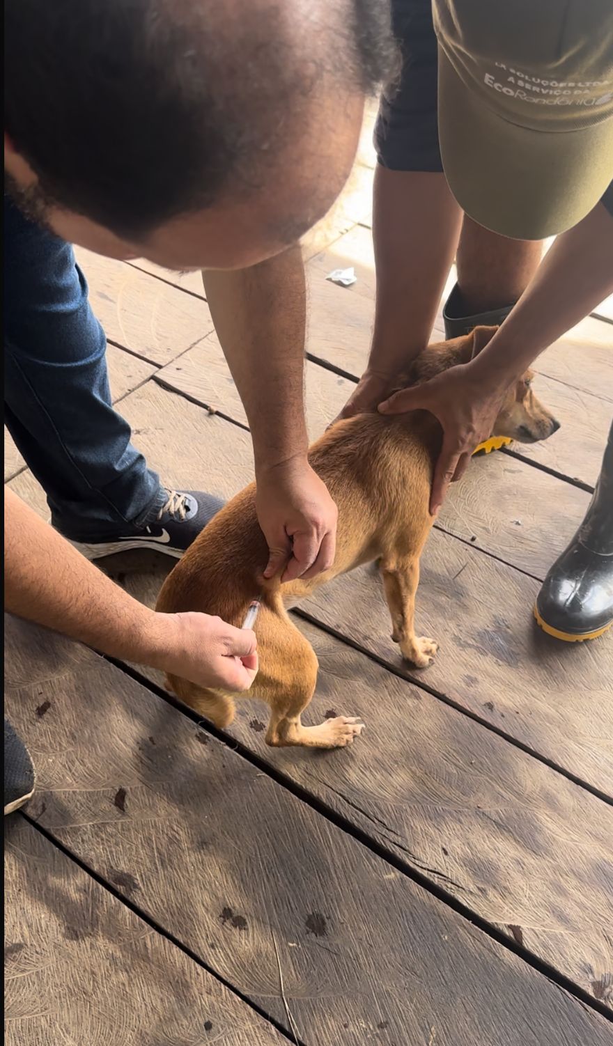 Notícia Feira de adoção acontece neste final de semana