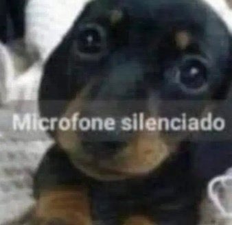 Notícia Cães da raça Microfone silenciado disponíveis para adoção